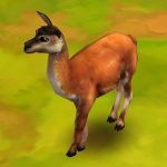 Guanaco