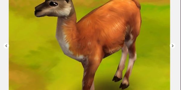 Guanaco