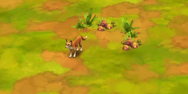Dingo