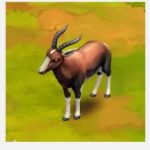 Bontebok