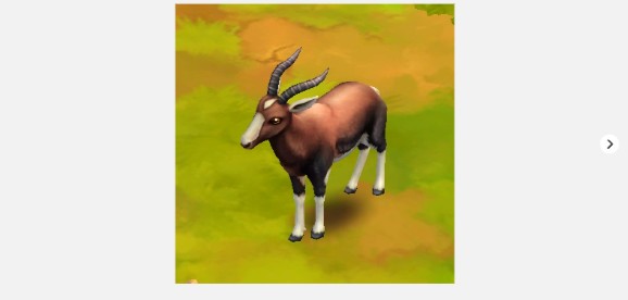 Bontebok