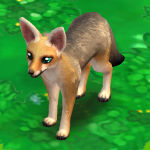 Cape Fox