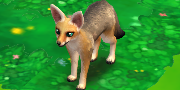 Cape Fox