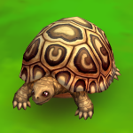 Leopard Tortoise