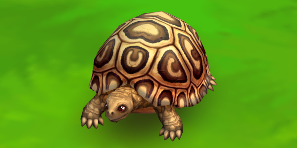 Leopard Tortoise