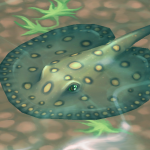 Occellate River Stingray