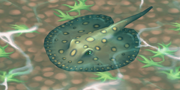 Occellate River Stingray