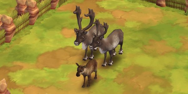 Reindeer