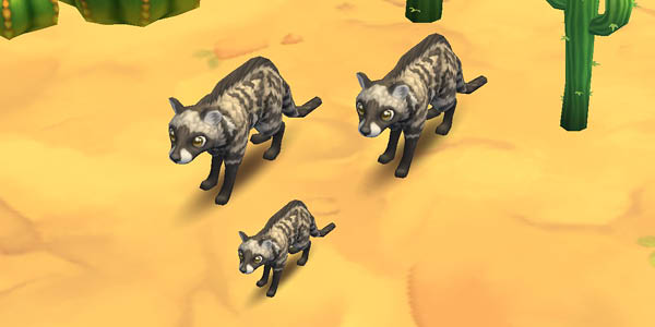 African Civet