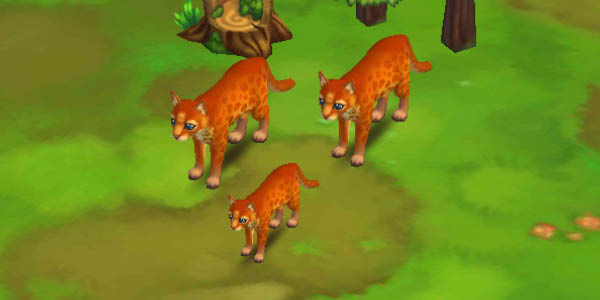 African Golden Cat