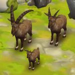 Alpine Ibex