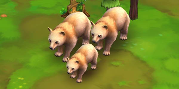American Black Bear (blonde)