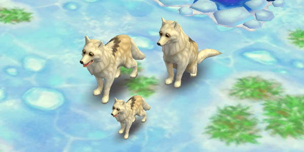 Arctic Wolf