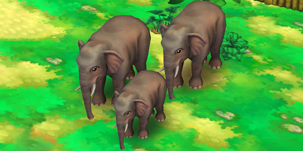Asian Elephant