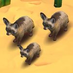 Bat-eared Fox