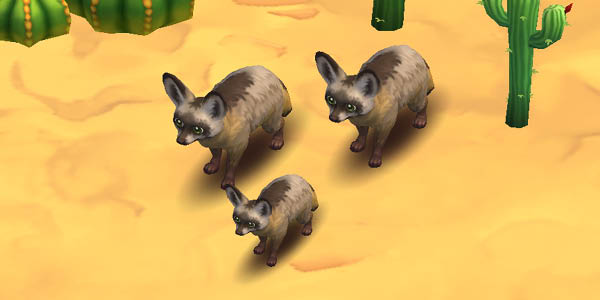 Bat-eared Fox