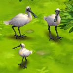 Black-faced spoonbill