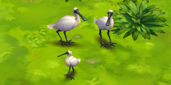 Black-faced spoonbill