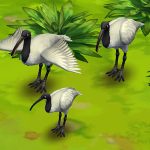 Black-Headed Ibis