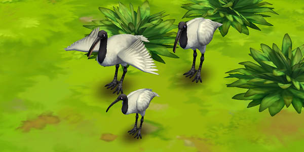 Black-Headed Ibis