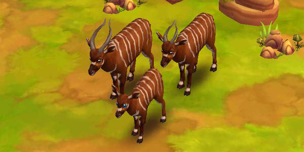 Bongo Antelope
