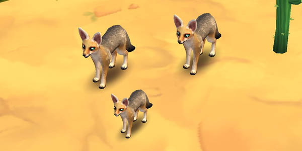Cape Fox