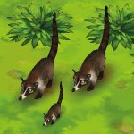 Coati White-Nosed