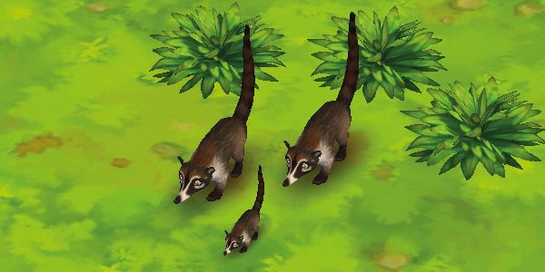Coati White-Nosed