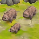 Common Wombat