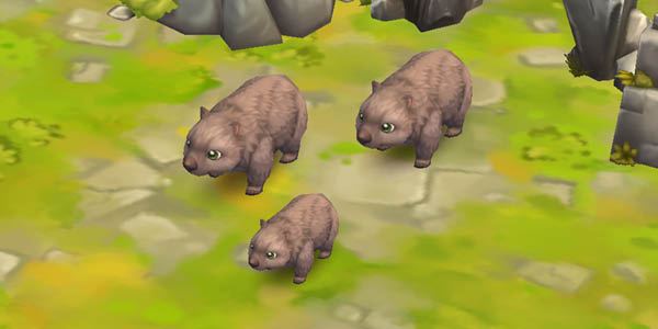Common Wombat