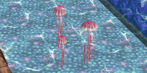 Compass Jellyfish