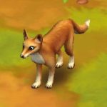 Dingo