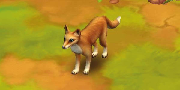 Dingo
