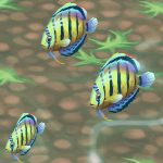 Discus Striped