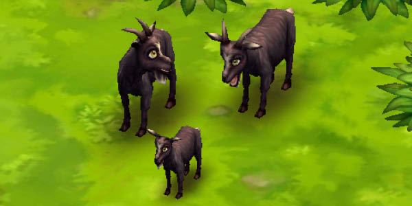 Domestic Goat (Black)