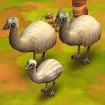 Emu Leucistic