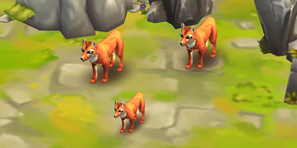 Ethiopian Wolf