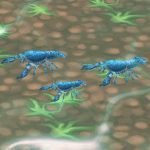 Everglades Crayfish