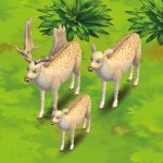 Fallow Deer White