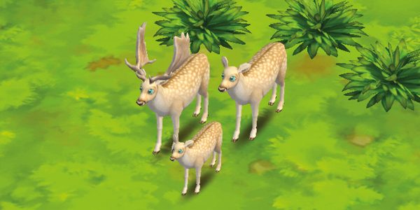 Fallow Deer White