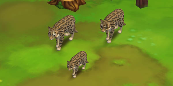 Fishing Cat