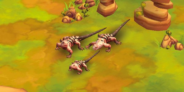 Galápagos Pink Land Iguana