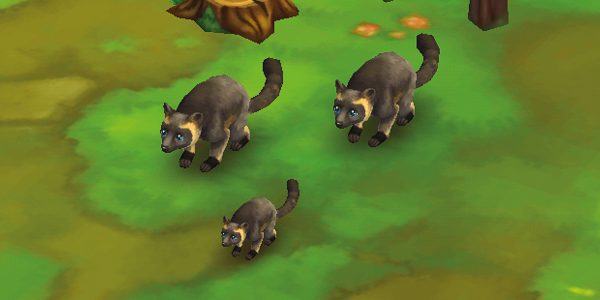 Goodfellow Tree Kangaroo Lumholtz