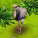 Greater Rhea