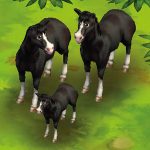 Horse Black