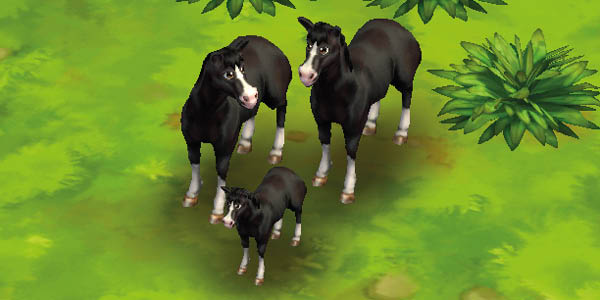 Horse Black