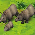 Indian Rhinoceros