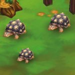 Indian Star Tortoise