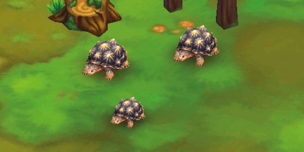 Indian Star Tortoise