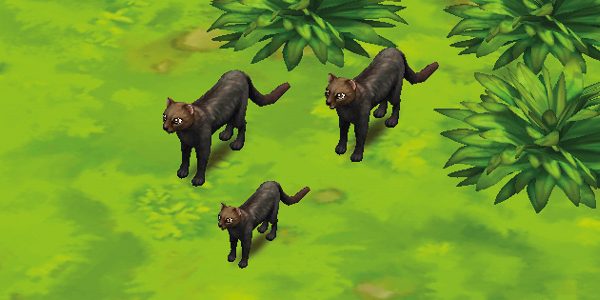 Jaguarundi Black